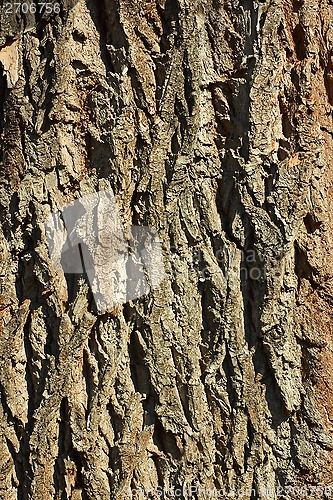 Image of Bark detail of old tree 