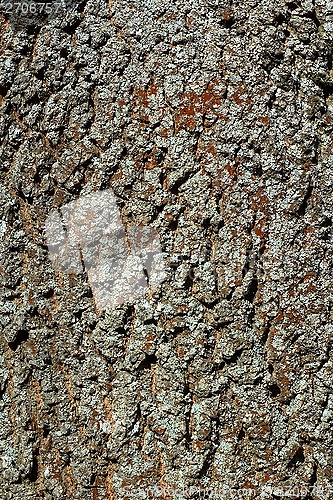 Image of Bark detail of old tree with lichen