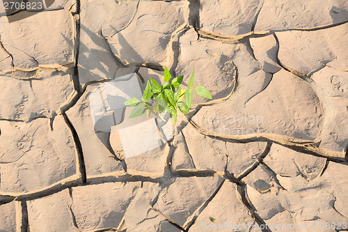 Image of Plant in dried cracked mud