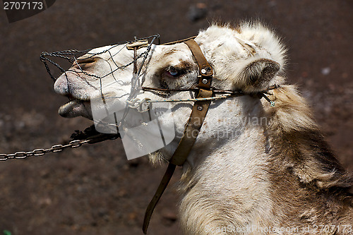 Image of brown dromedary bite in the volcanic timanfaya 