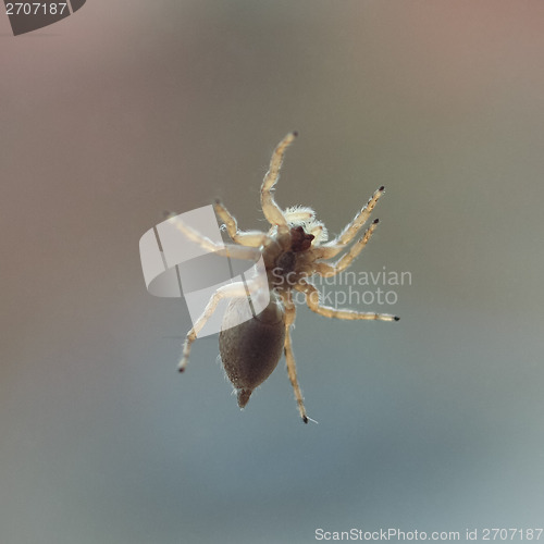 Image of Spider animal