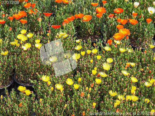 Image of Flowers