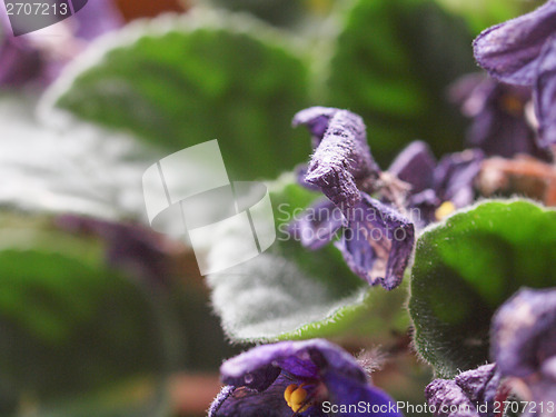 Image of Flower decay