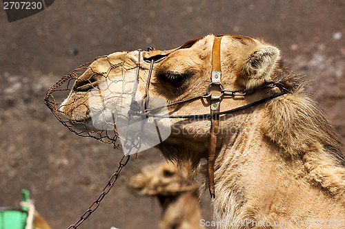 Image of brown dromedary bite in the volcanica lanzarote spain a