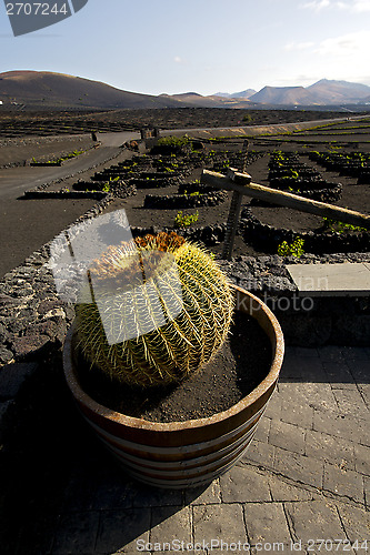 Image of cactus wall grapes cultivation   