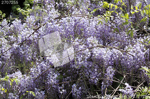 Image of Wisteria.