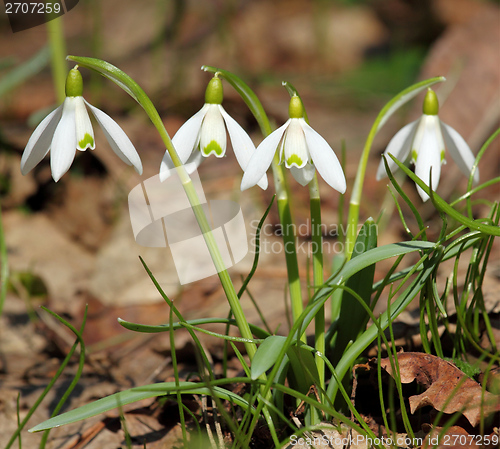 Image of Snowdrops