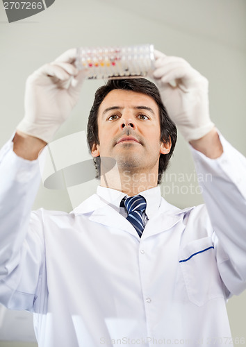 Image of Scientist Analyzing Microplate In Lab