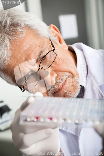 Image of Researcher Analyzing Microtiter Plate