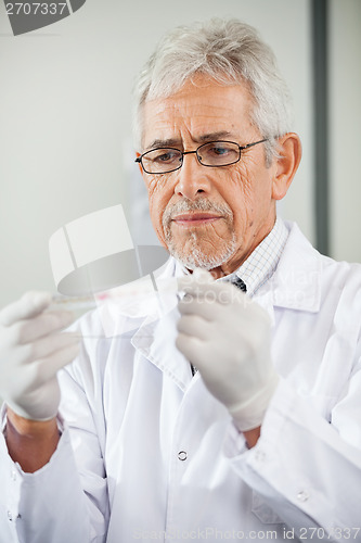 Image of Technician Analyzing Microtiter Plate