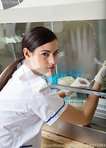 Image of Confident Technician Experimenting In Laboratory