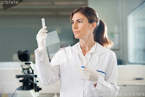 Image of Scientist Examining Sample In Test Tube