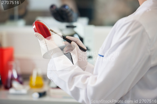 Image of Scientist Examining Petri Dish With Blood Sample