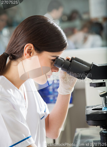 Image of Female Researcher Looking Into Microscope In Lab