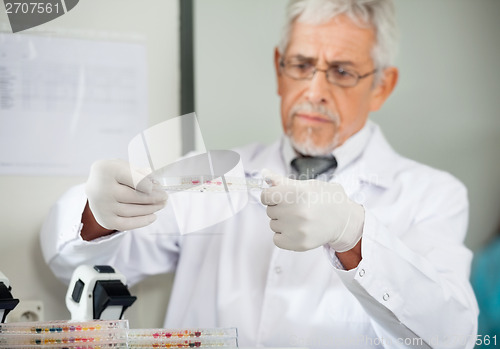Image of Scientist Examining Microtiter Plate In Lab