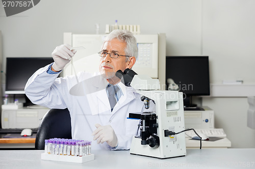 Image of Scientist Examining Microscope Slide In Lab