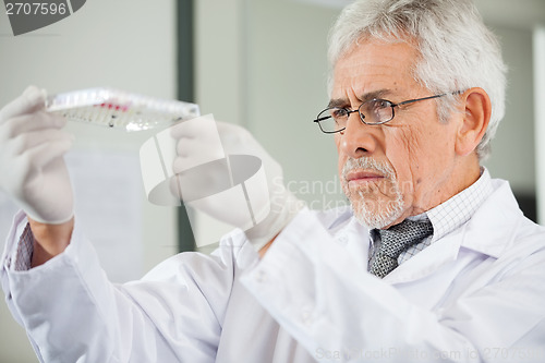 Image of Scientist Examining Microplate In Laboratory