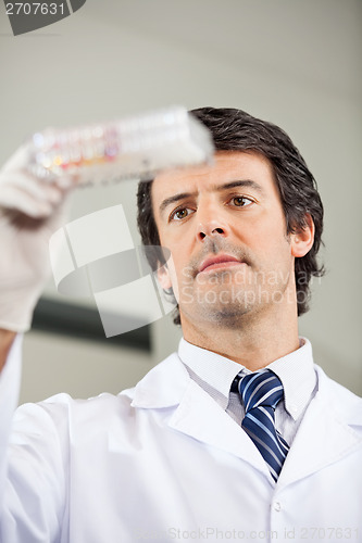 Image of Researcher Analyzing Microplate In Lab