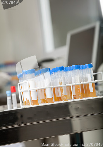 Image of Test Tubes In Medical Laboratory