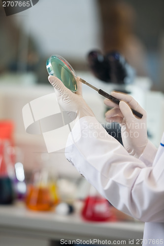 Image of Scientist Examining Petri Dish