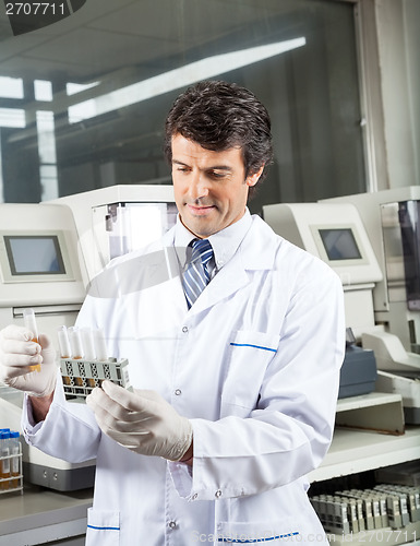 Image of Technician Analyzing Urine Samples In Laboratory