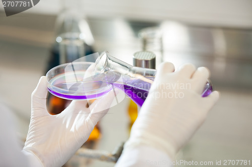 Image of Scientist Pouring Purple Liquid Into Petri Dish