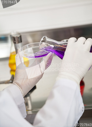 Image of Technician Pouring Purple Liquid Into Petri Dish