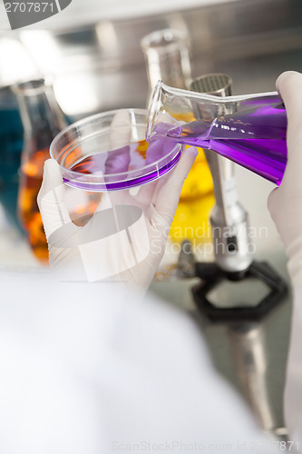 Image of Researcher Pouring Purple Liquid Into Petri Dish