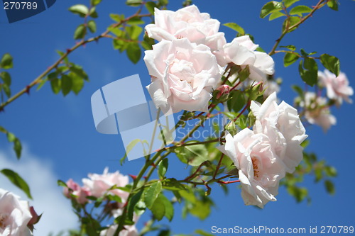 Image of Roses against blue sky