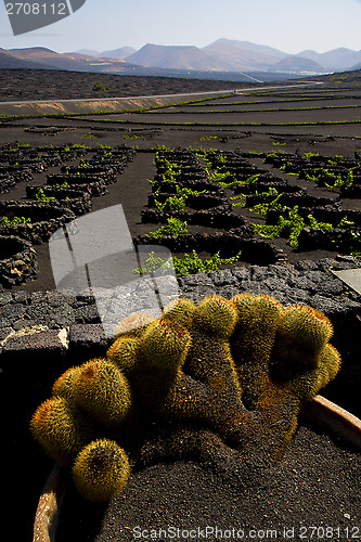 Image of cactus  lanzarote spain la geria vine 