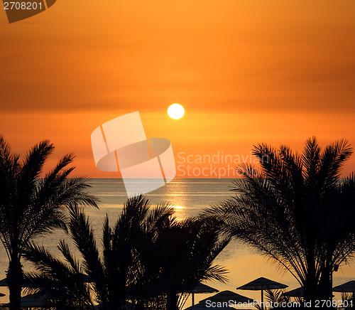 Image of palms and sunrise over sea