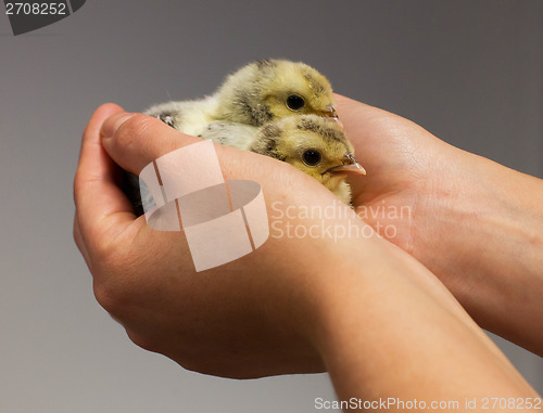 Image of Chick on hand