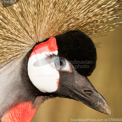 Image of Crowned crane with a human eye