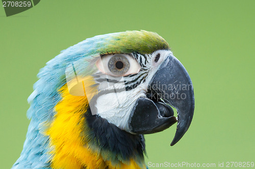 Image of Macaw parrot with a human eye