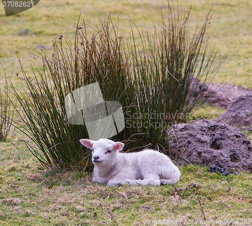 Image of Little lamb