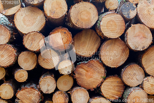 Image of Forestry industry tree felling 