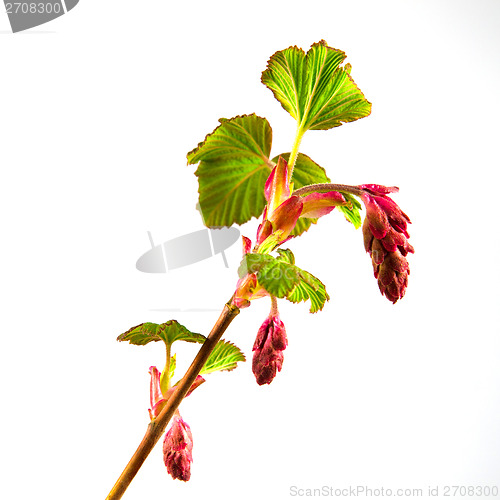 Image of Flowering currant close-up