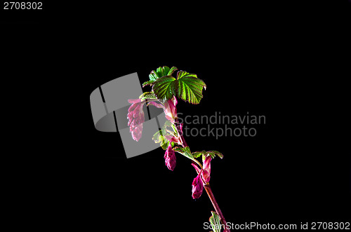 Image of Flowering currant buds at black