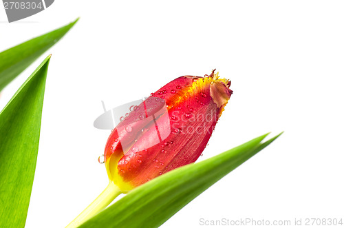 Image of Tulip closeup