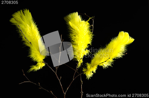 Image of Yellow easter feathers at black