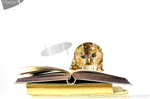 Image of Owl at a stack of books