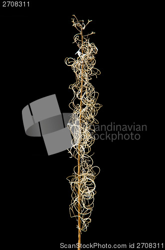 Image of Fireweed stalk at black background