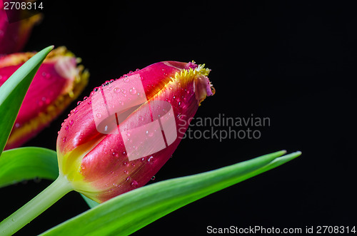 Image of Tulips closeup on black