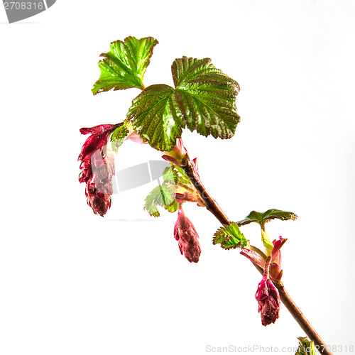 Image of Red flowering currant