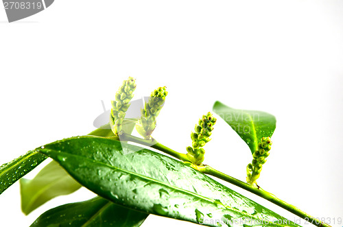 Image of Fresh laurel buds