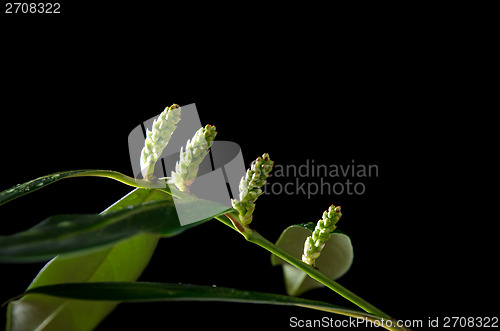 Image of Laurel buds close up