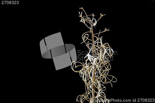 Image of Fireweed stalk detail at black