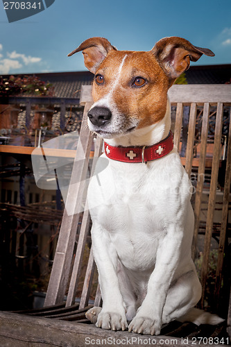 Image of thoughtful dog