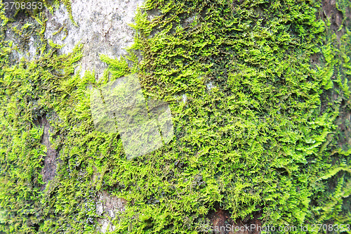 Image of green moss on the trunk of tree 