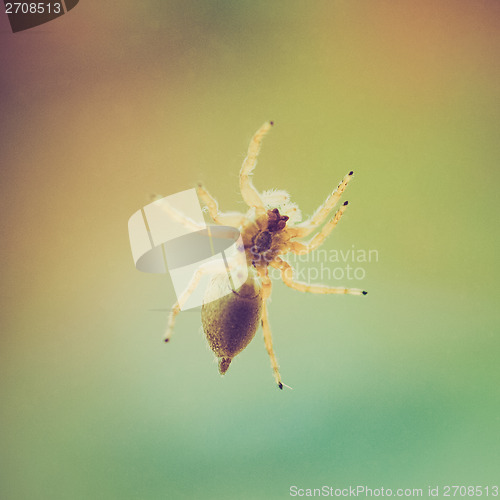 Image of Retro look Spider animal